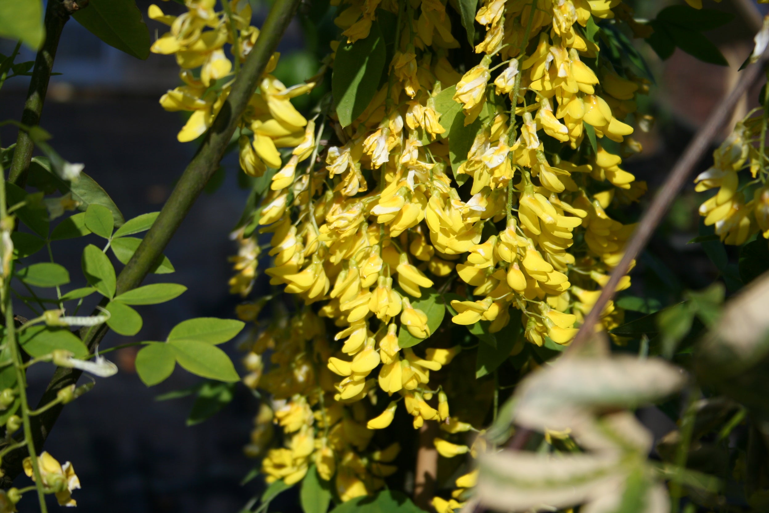 Edel-Goldregen - Laburnum watereri 'Vossii'