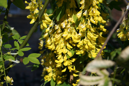 Edel-Goldregen - Laburnum watereri 'Vossii'