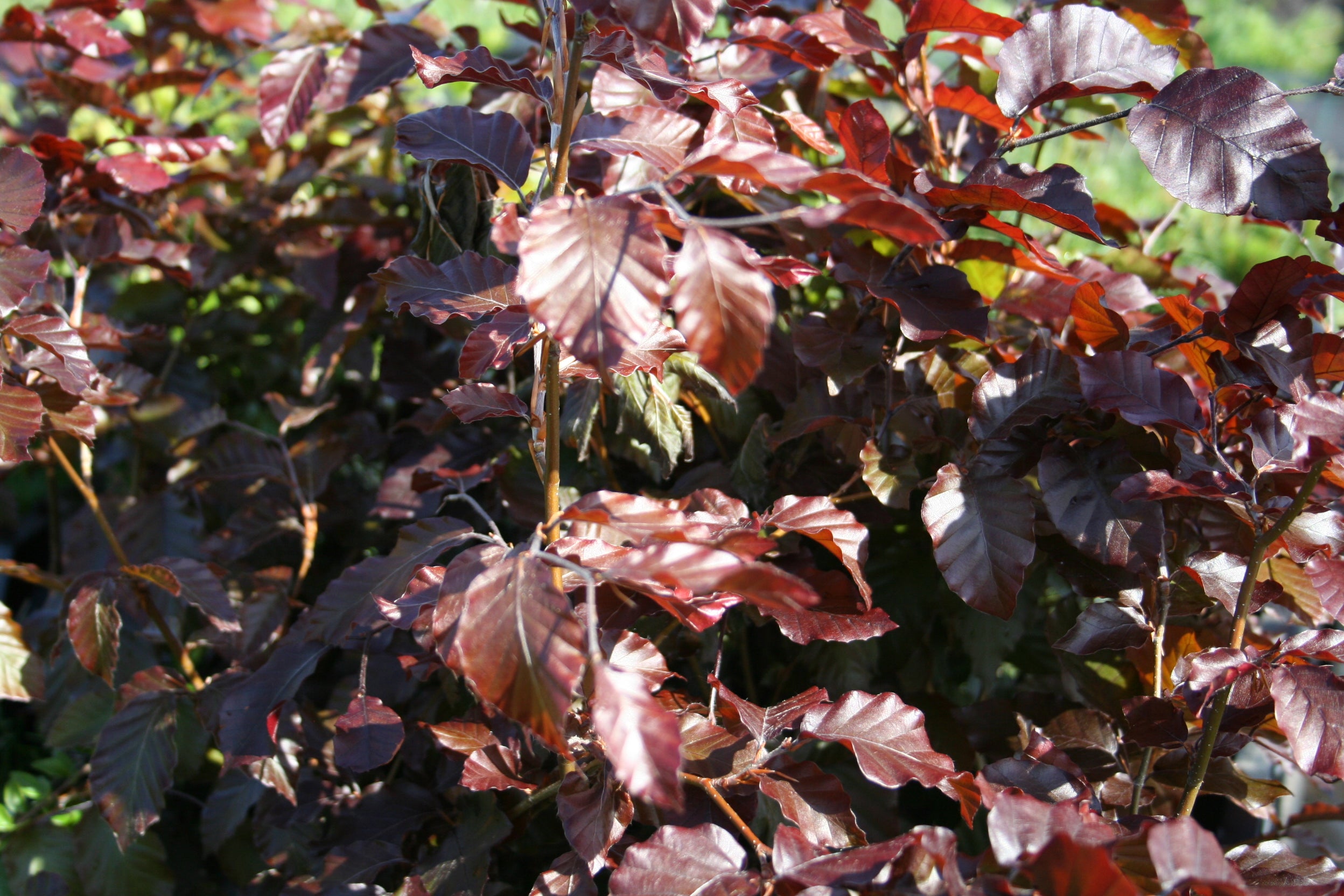 Blutbuche - Fagus sylvatica purpurea