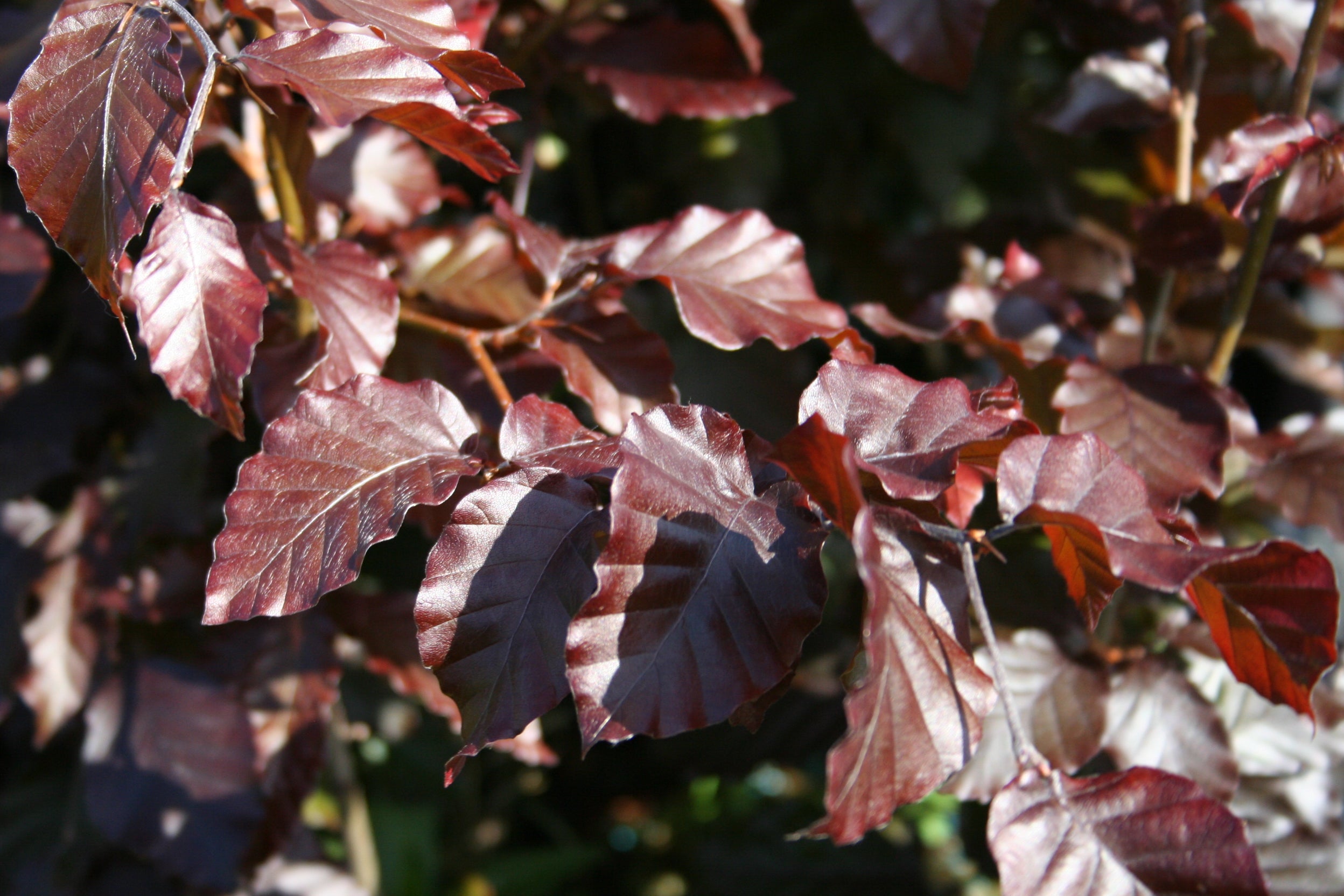 Blutbuche - Fagus sylvatica purpurea