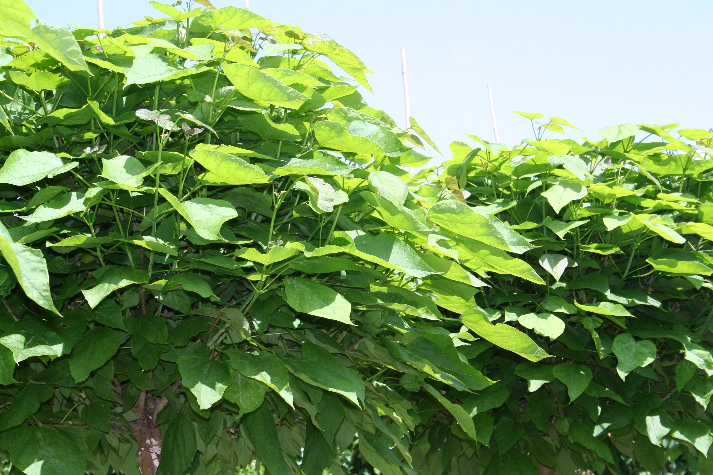 Kugel-Trompetenbaum 'Nana' - Catalpa bignonioides 'Nana'