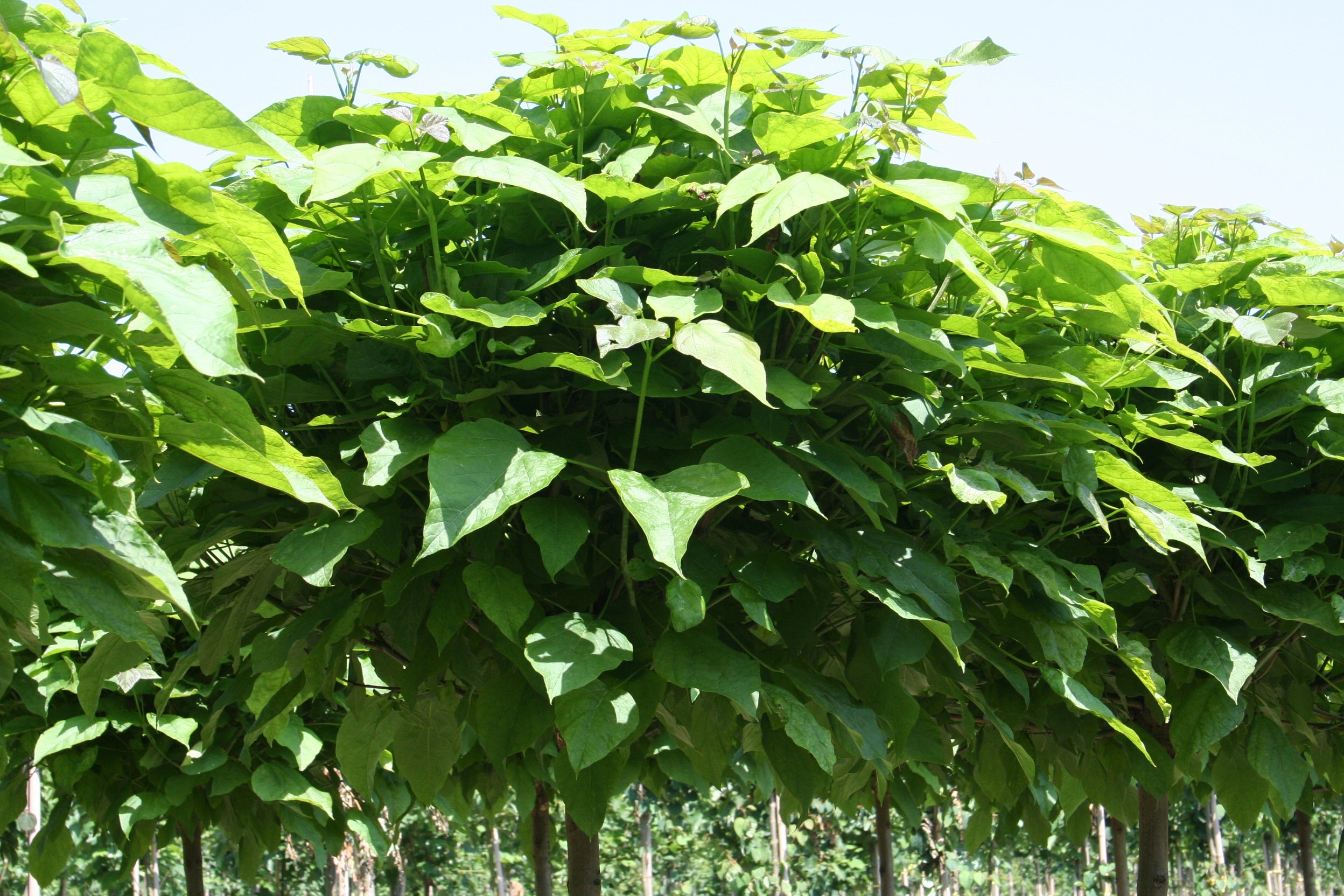 Kugel-Trompetenbaum 'Nana' - Catalpa bignonioides 'Nana'