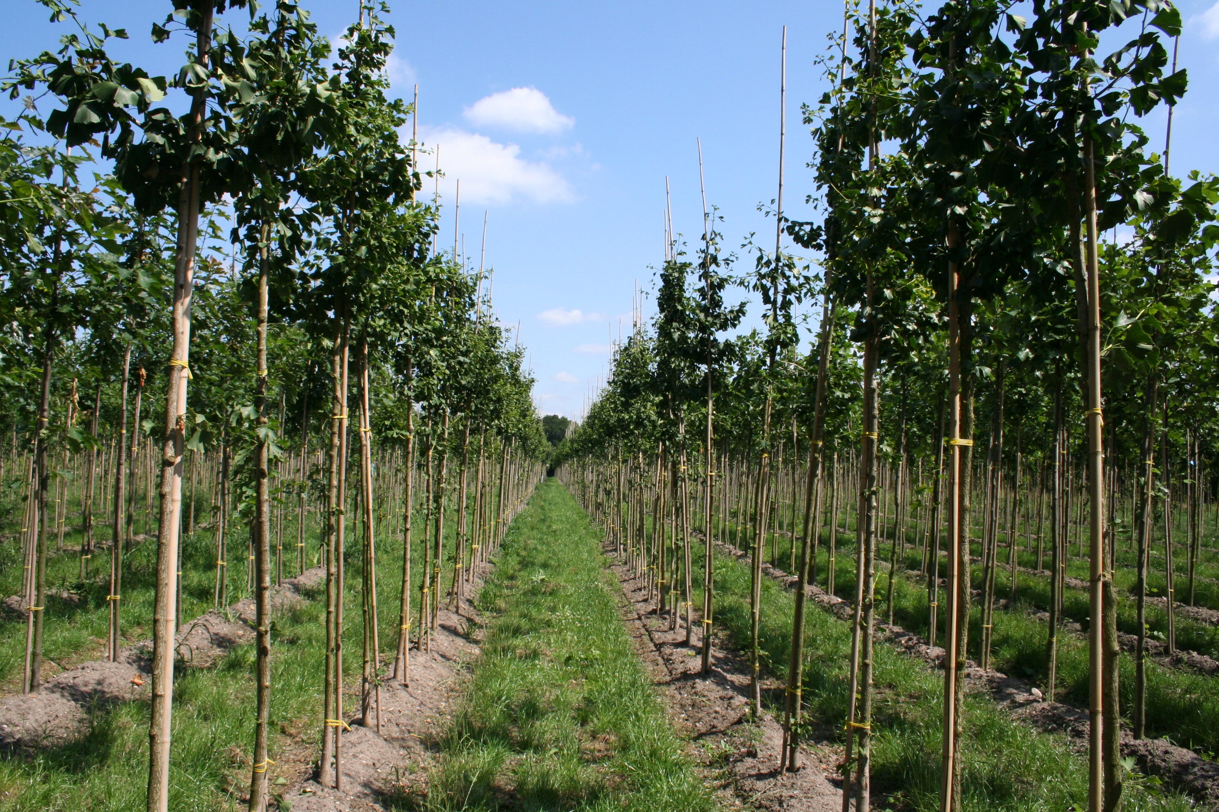 Ginkgobaum Hochstamm / Hausbaum - Ginkgo biloba Baum
