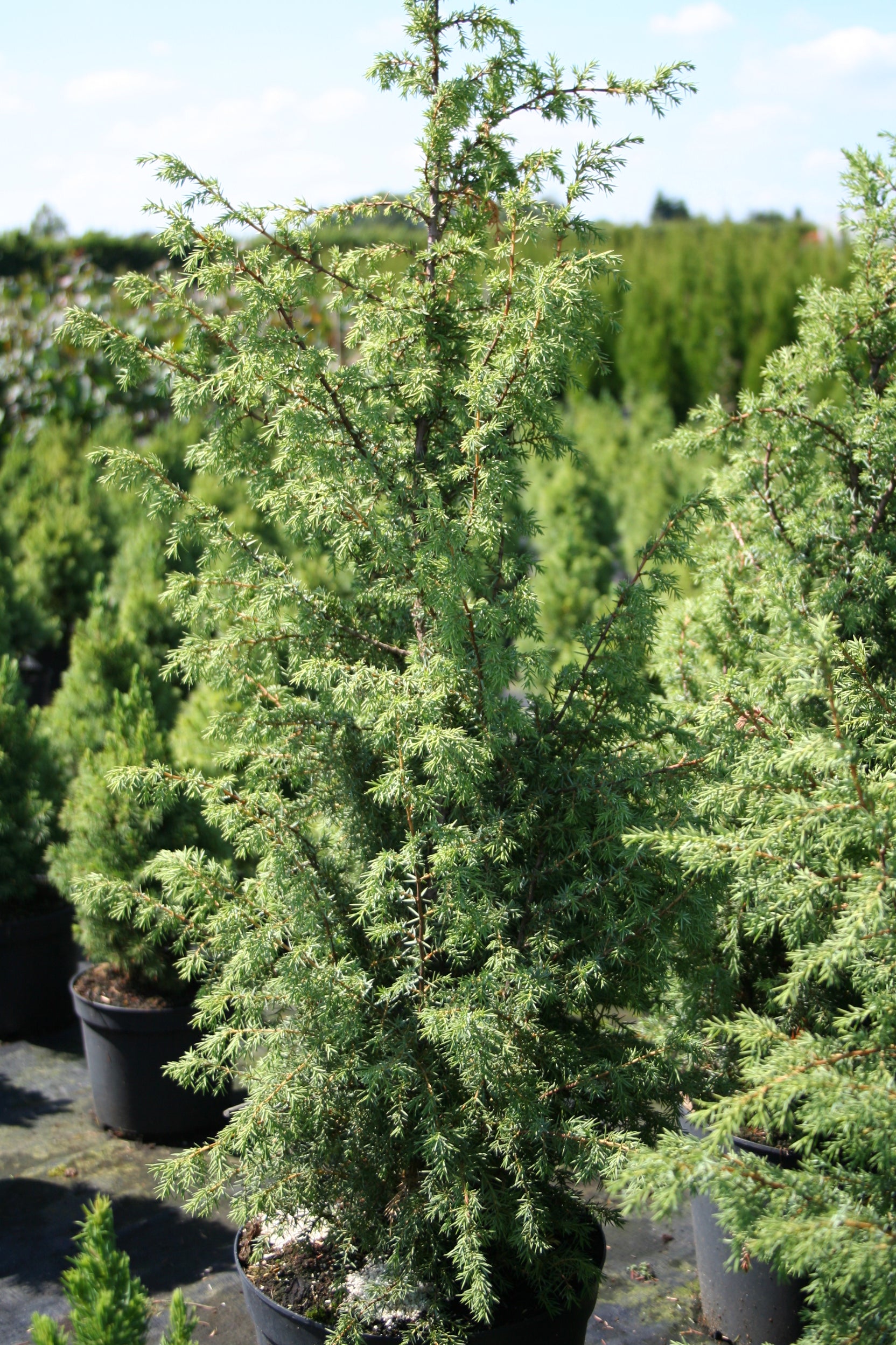Wacholder Wildform - Juniperus communis