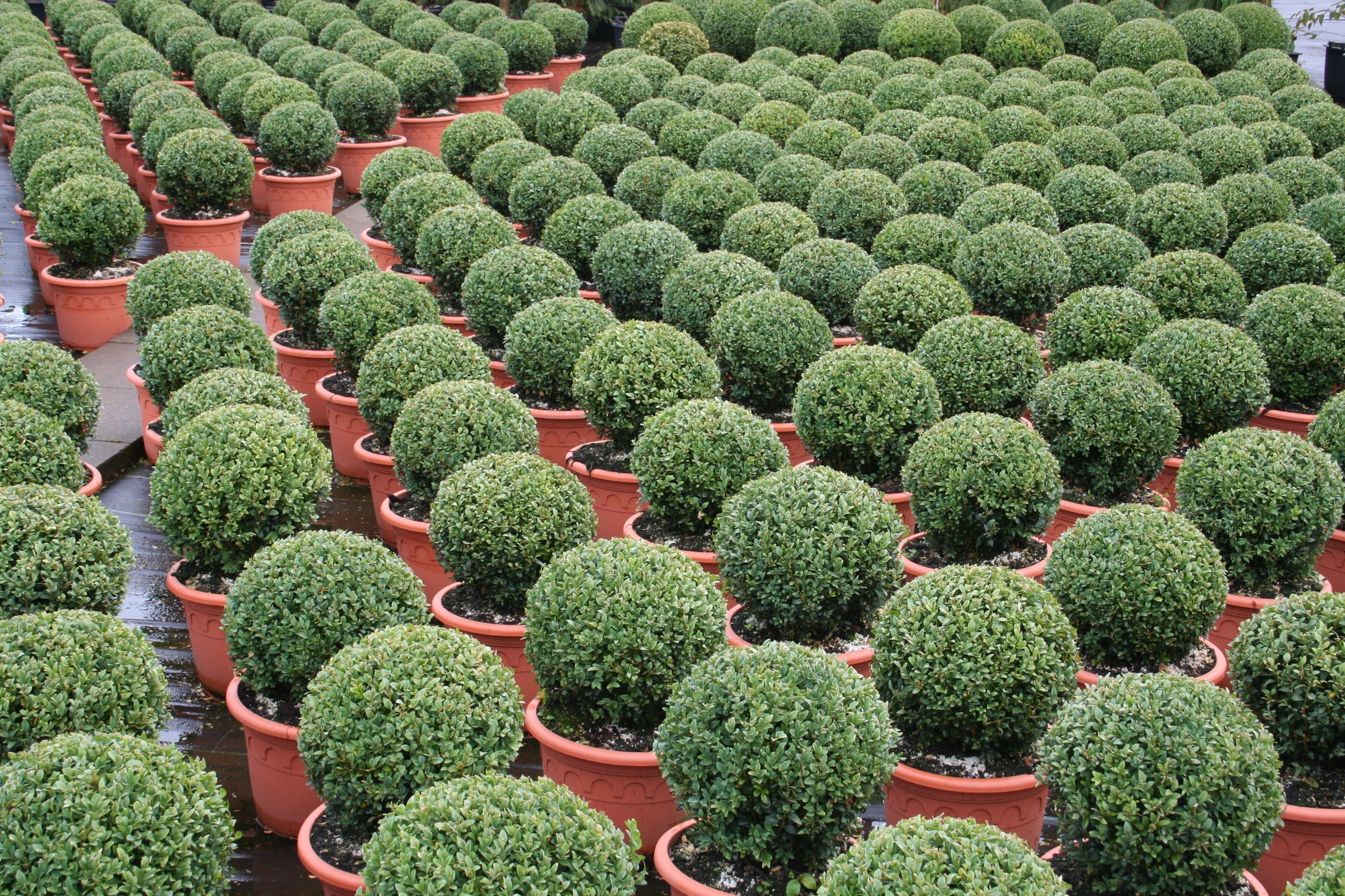 Buchsbaum / Heckenbuchs - Buxus sempervirens var.arborescens