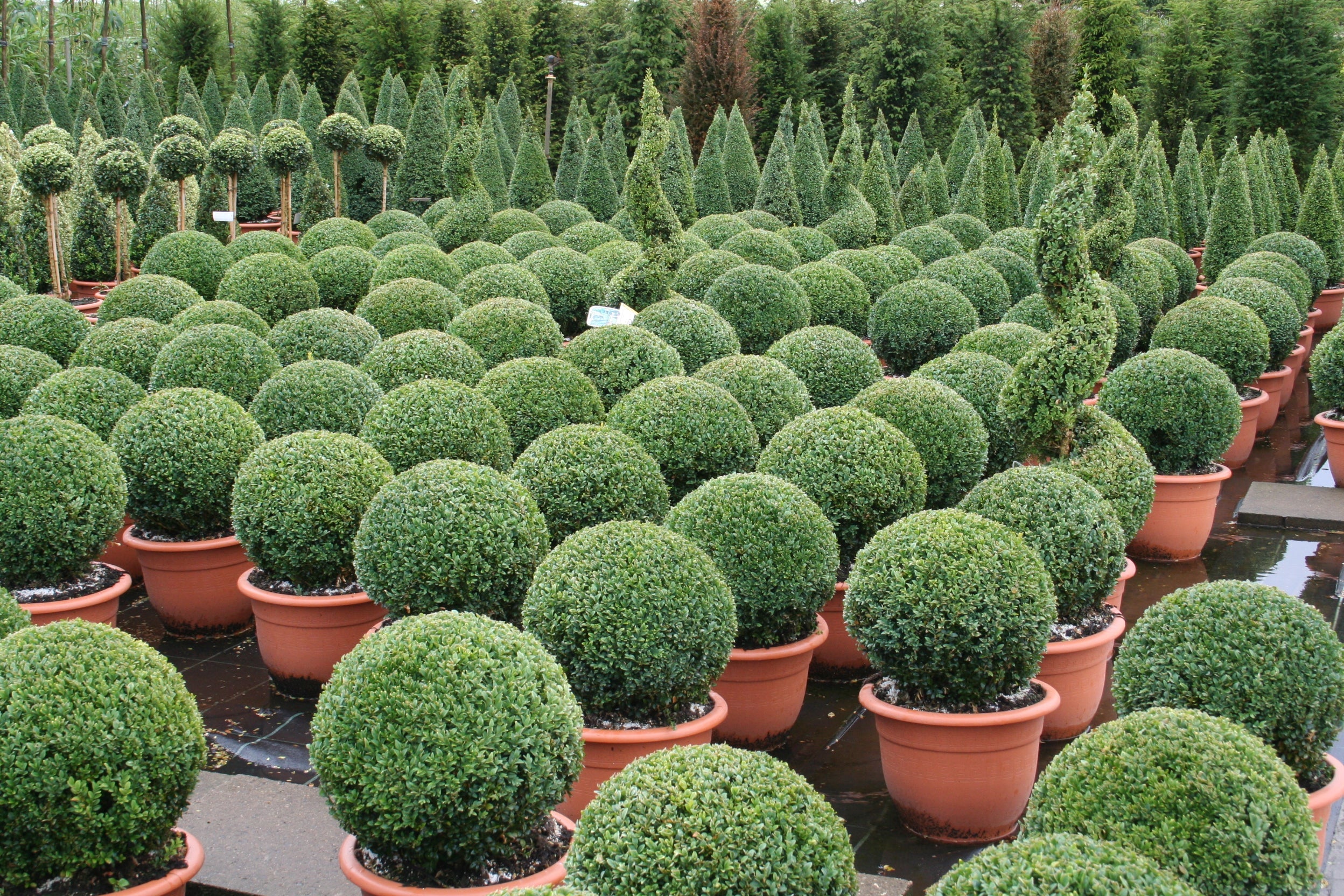 Buchsbaum / Heckenbuchs - Buxus sempervirens var.arborescens