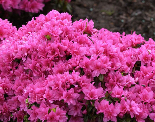 Japanische Azalee 'Melina' - Rhododendron obt.'Melina'