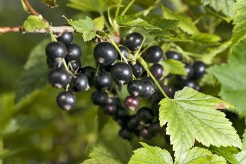 Johannisbeere 'Hedda' - Ribes nigrum 'Hedda' CAC