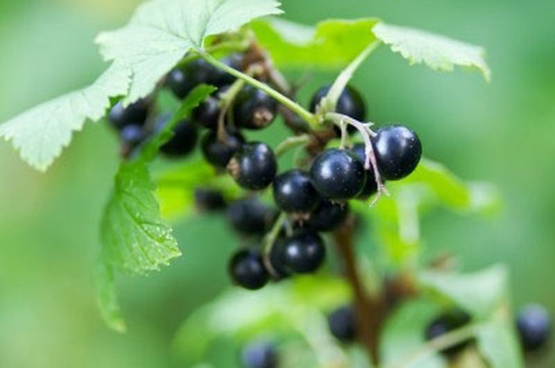 Johannisbeere 'Tenah' - Ribes nigrum 'Tenah' CAC