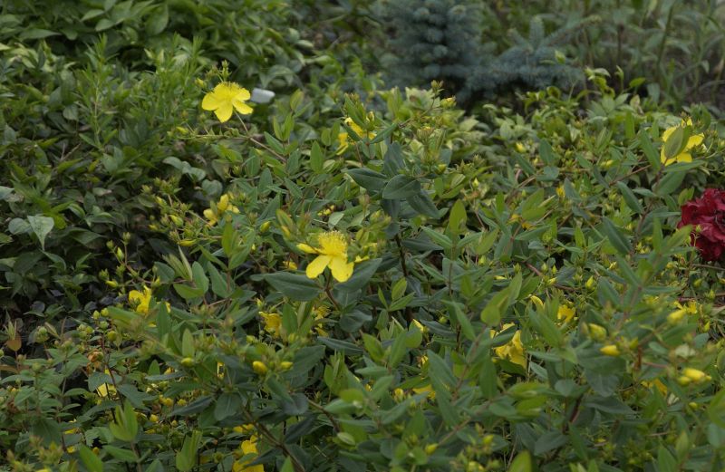 Johanniskraut kouytchense - Hypericum kouytchense