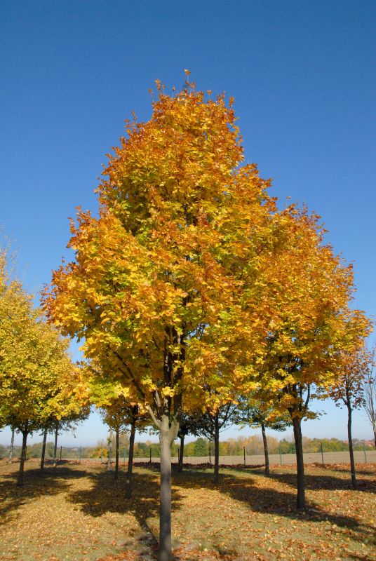 Kegelförmiger Spitzahorn 'Cleveland' - Acer platanoides 'Cleveland'