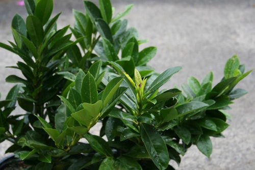 Kirschlorbeer 'Piri' / Zwerg-Lorbeerkirsche - Prunus laurocerasus 'Piri'