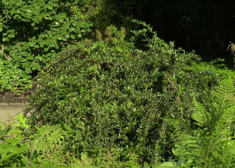 Kissenberberitze - Berberis candidula