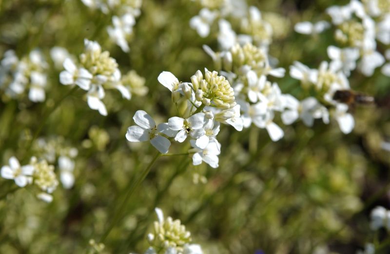 Kleine Garten-Gänsekresse Old Gold - Arabis ferdinandi-coburgii 'Old Gold'