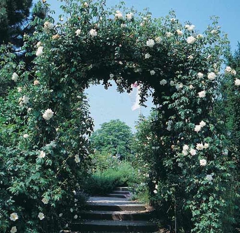 Kletterrose 'Ilse Krohn Superior' ® - Rosa 'Ilse Krohn Superior' ® KL