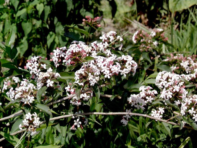 Koreanische Abelie - Abelia mosanensis