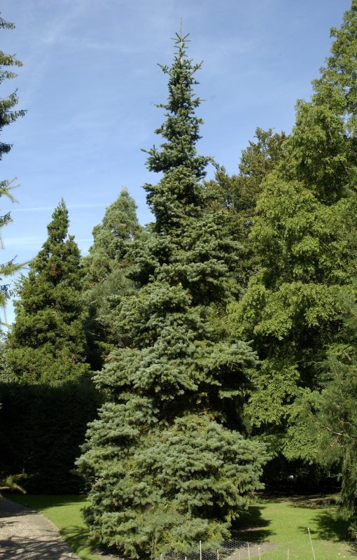 Korktanne arizonica - Abies lasiocarpa arizonica