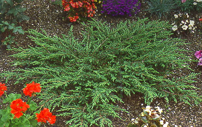 Kriechender Wacholder - Juniperus com.'Repanda'