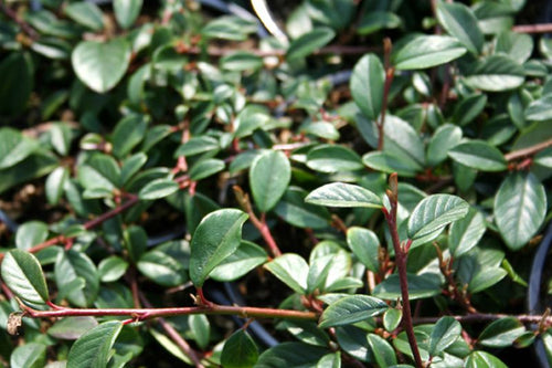 Kriechmispel 'Cardinal' - Cotoneaster dammeri 'Cardinal'