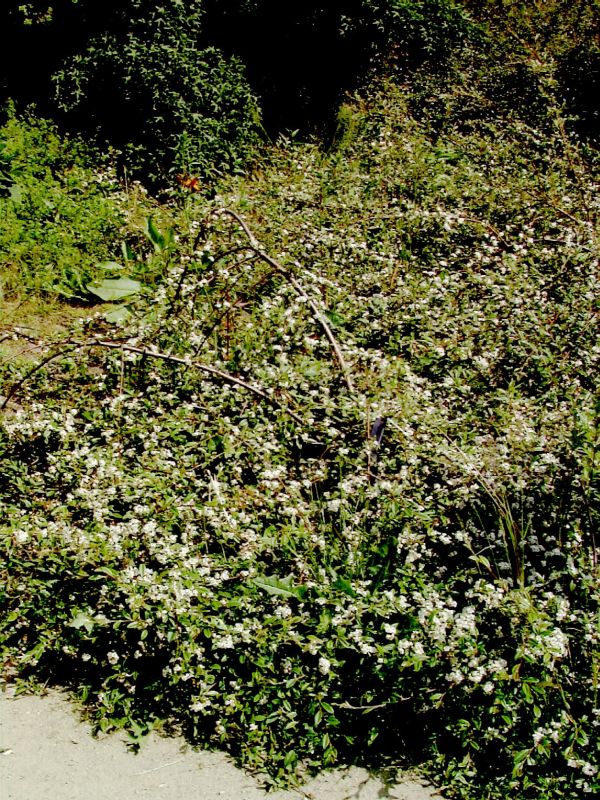 Kriechmispel 'Parkteppich' - Cotoneaster salicifolius 'Parkteppich'
