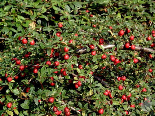 Kriechmispel 'Radicans' - Cotoneaster dammeri radicans