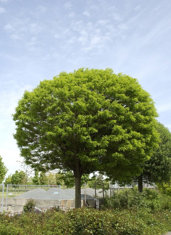 Kugelakazie - Robinia pseudoac.'Umbraculifera'
