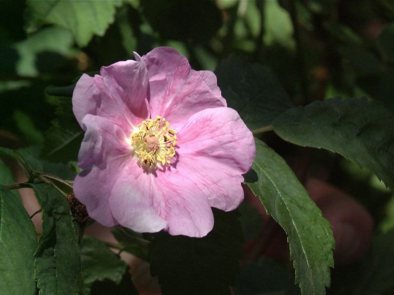 Labrador-Rose - Rosa blanda STR