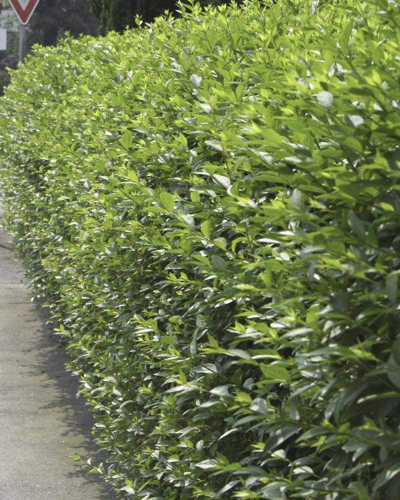 Wintergrüner Liguster 'Atrovirens' - Ligustrum vulgare 'Atrovirens'