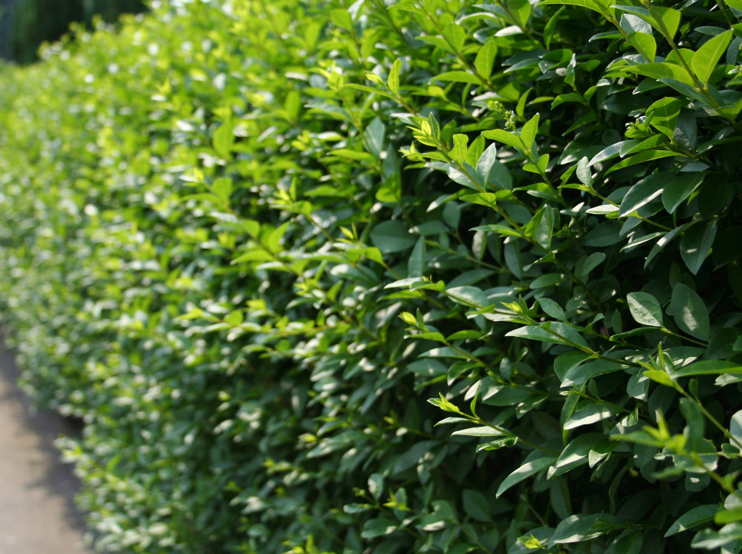 Wintergrüner Liguster 'Atrovirens' - Ligustrum vulgare 'Atrovirens'
