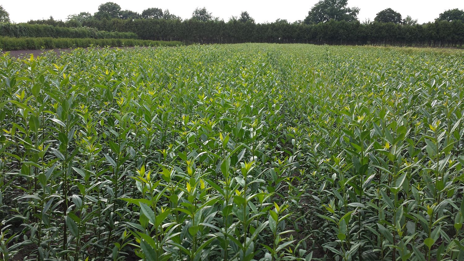 Liguster 'Liga' - Ligustrum vulgare 'Liga'