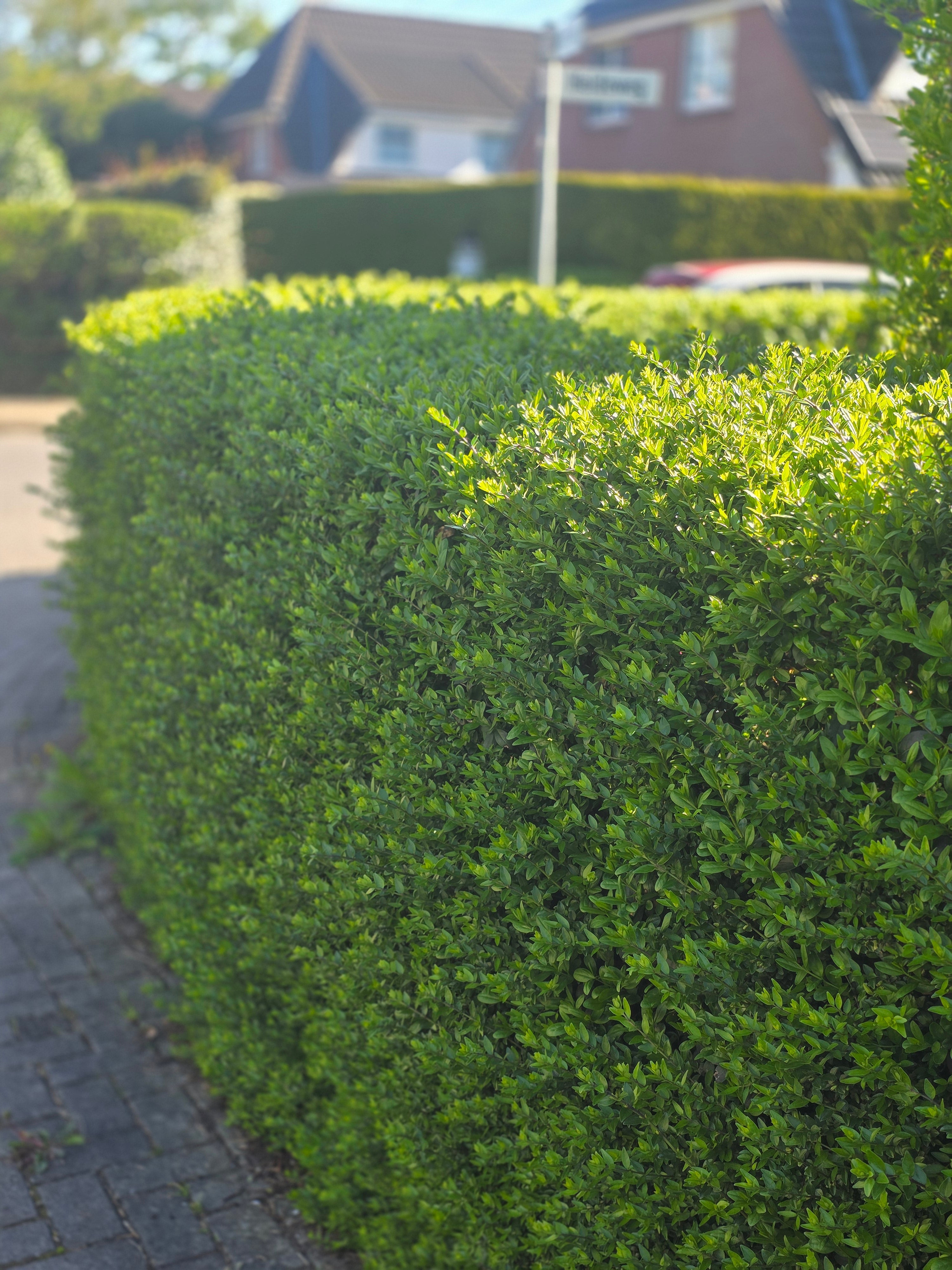 Wintergrüner Liguster 'Atrovirens' - Ligustrum vulgare 'Atrovirens'