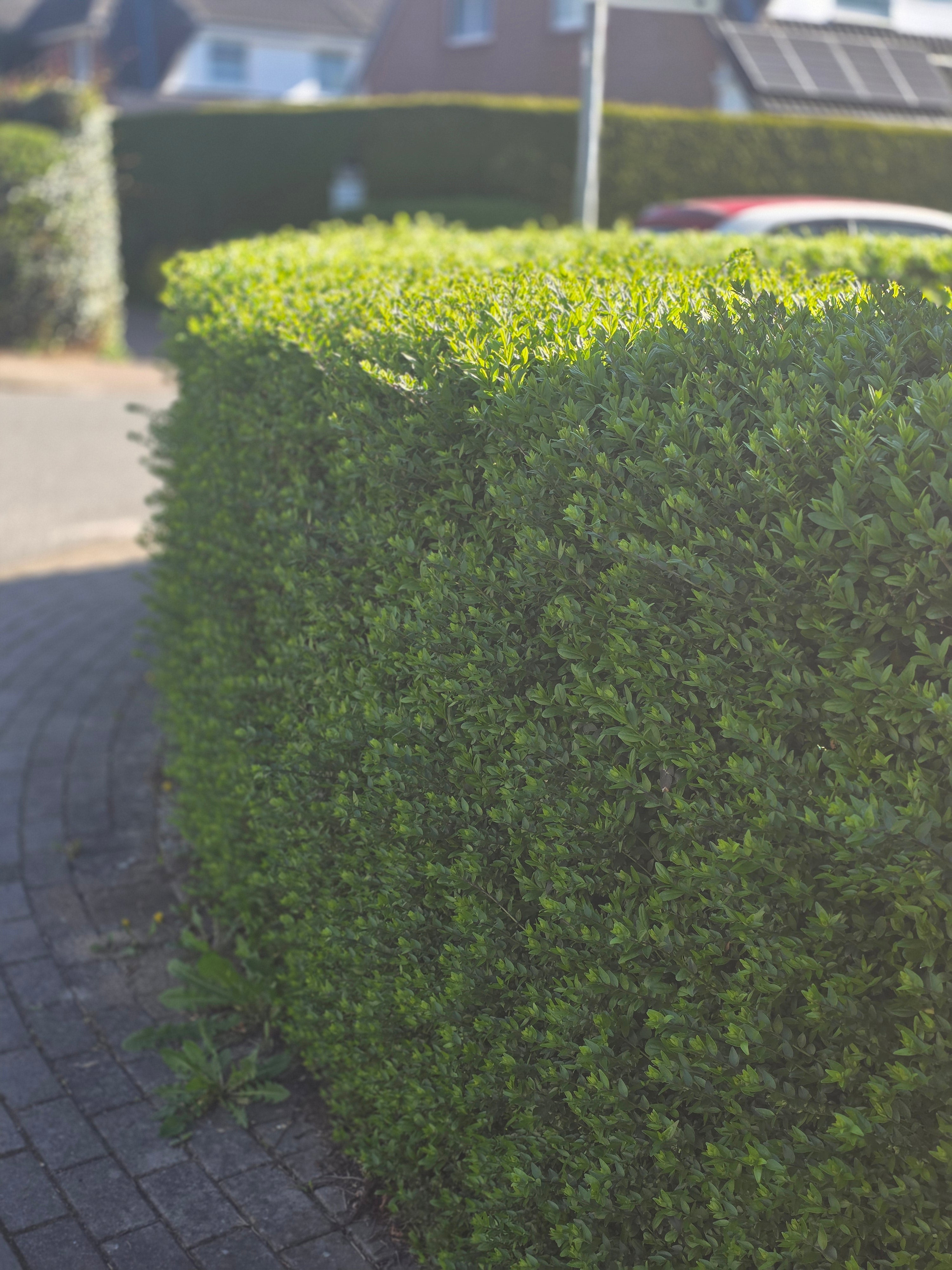 Wintergrüner Liguster 'Atrovirens' - Ligustrum vulgare 'Atrovirens'