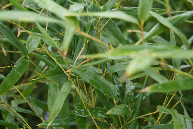 Maketebambus - Pseudosasa japonica