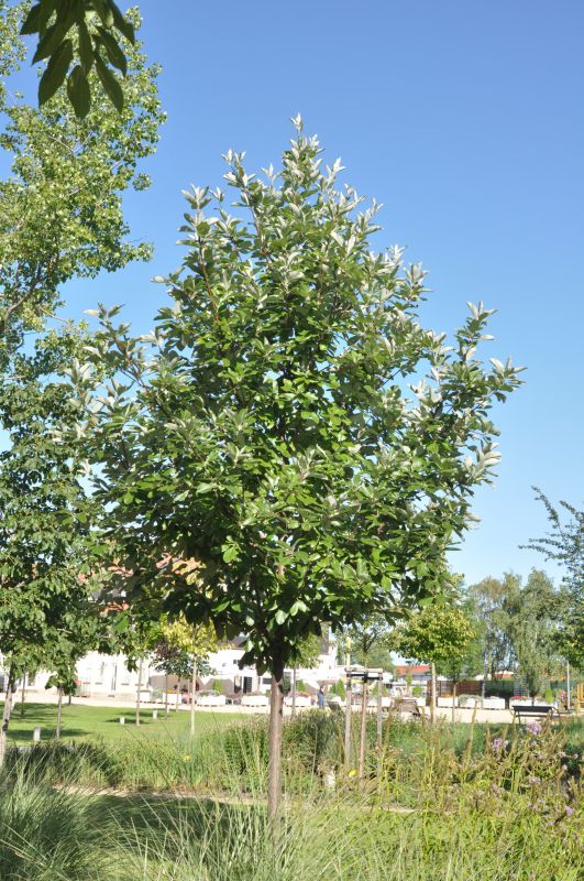 Mehlbeere - Sorbus aria
