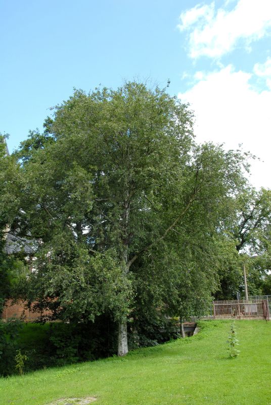 Moorbirke - Betula pubescens