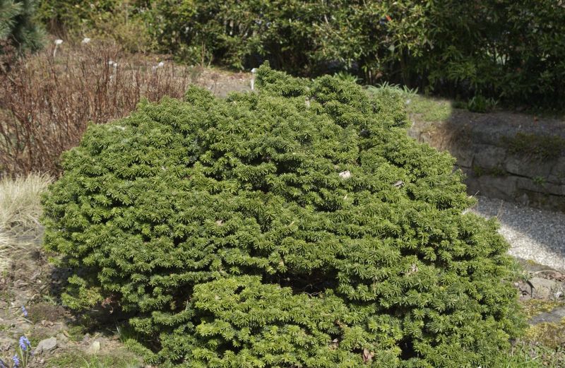 Niedere Balsamtanne - Abies balsamea 'Nana'