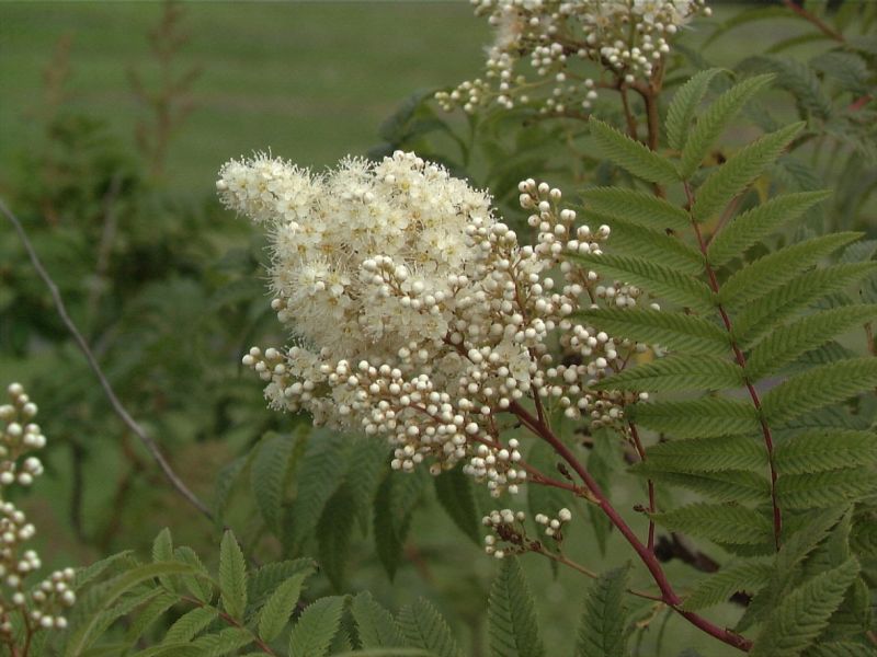 Niedrige Fiederspiere - Sorbaria sorbifolia