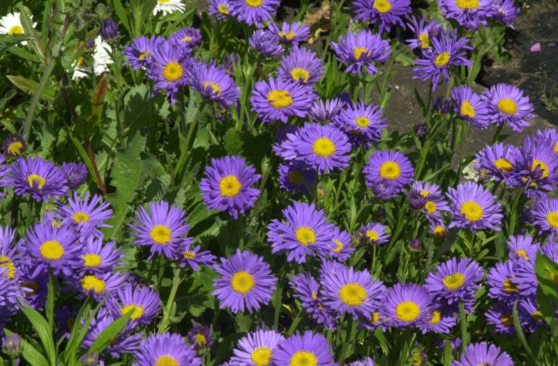 Niedrige Garten-Aster Dunkle Schöne - Aster alpinus 'Dunkle Schöne'