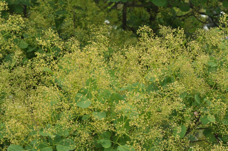 Perückenstrauch - Cotinus coggygria