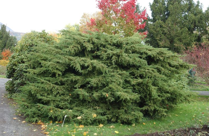 Pfitzerwacholder - Juniperus media 'Pfitzeriana'