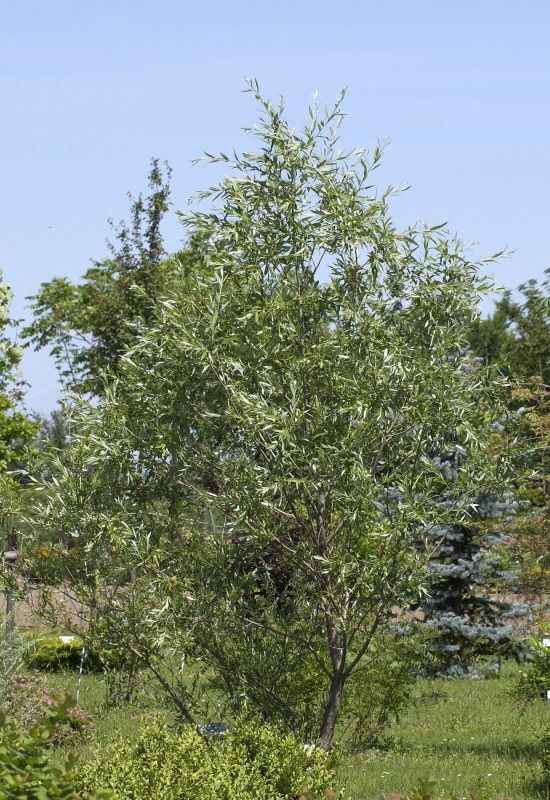 Purpurweide - Salix purpurea