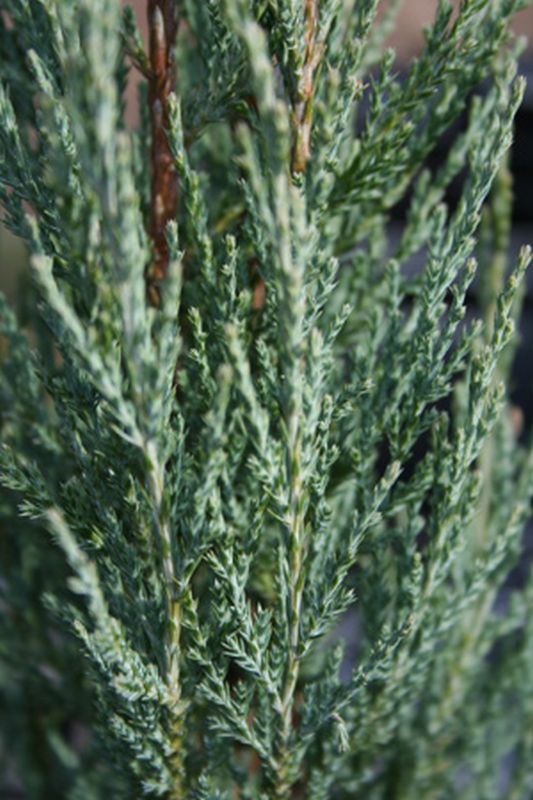 Raketen-Wacholder - Juniperus scopulorum 'Skyrocket'