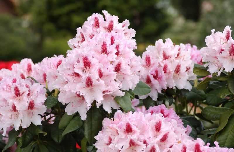 Rhododendron-Hybride 'Progres' - Rhododendron Hybride 'Progres'