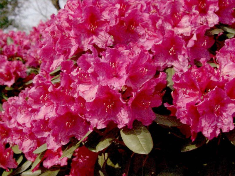 Rhododendron-Hybride 'Rubescens' - Rhododendron Hybride 'Rubescens'