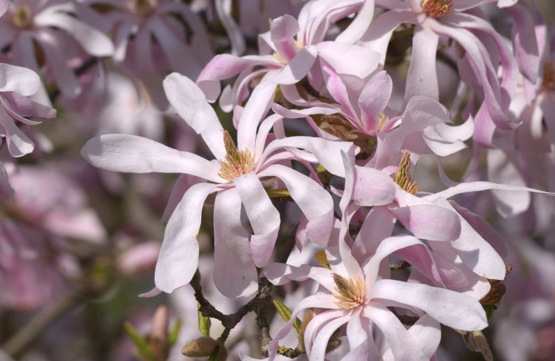 Rosa Sternmagnolie - Magnolia loebneri 'Leonard Messel'