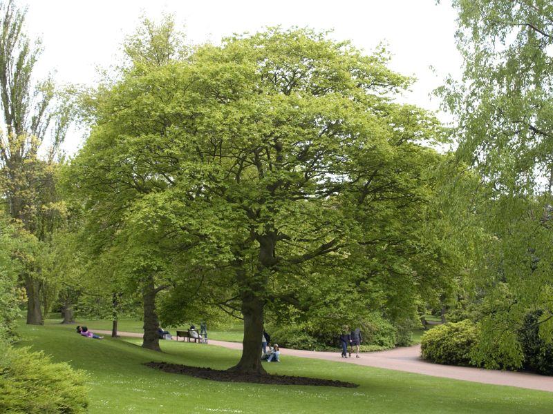 Roter Kolchischer Ahorn - Acer cappadocicum 'Rubrum'