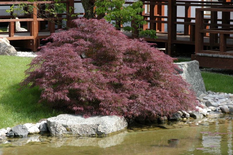 Roter Schlitzahorn - Acer palmatum 'Ornatum'