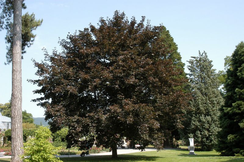 Roter Spitzahorn 'Faassen's Black' - Acer platanoides 'Faassen's Black'
