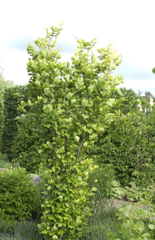 Säulen-Goldbuche 'Dawyck Gold' - Fagus sylvatica 'Dawyck Gold'