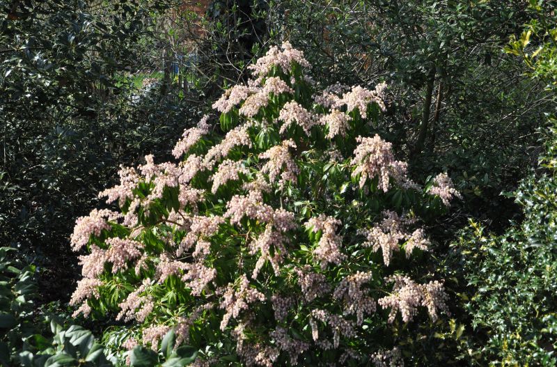 Schattenglöckchen 'Flamingo' - Pieris japonica 'Flamingo'